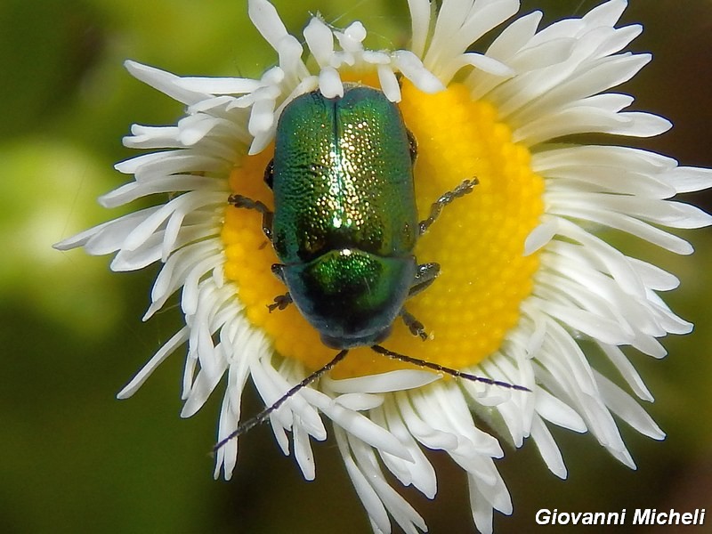 Serie di Chrysomelidae del Parco del Ticino